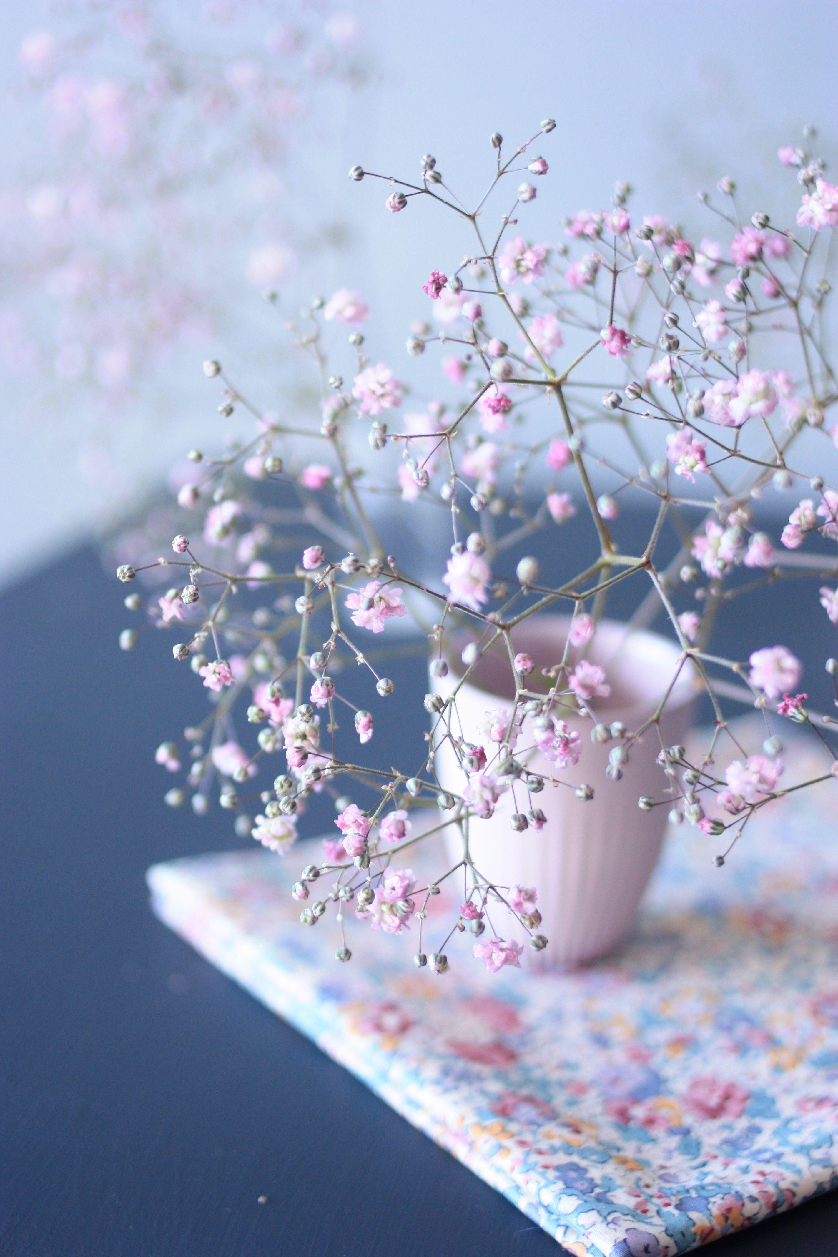 2848x4272 baby&;s breath bouquet I shot in Hamburg in 2014. Hoa cúc họa