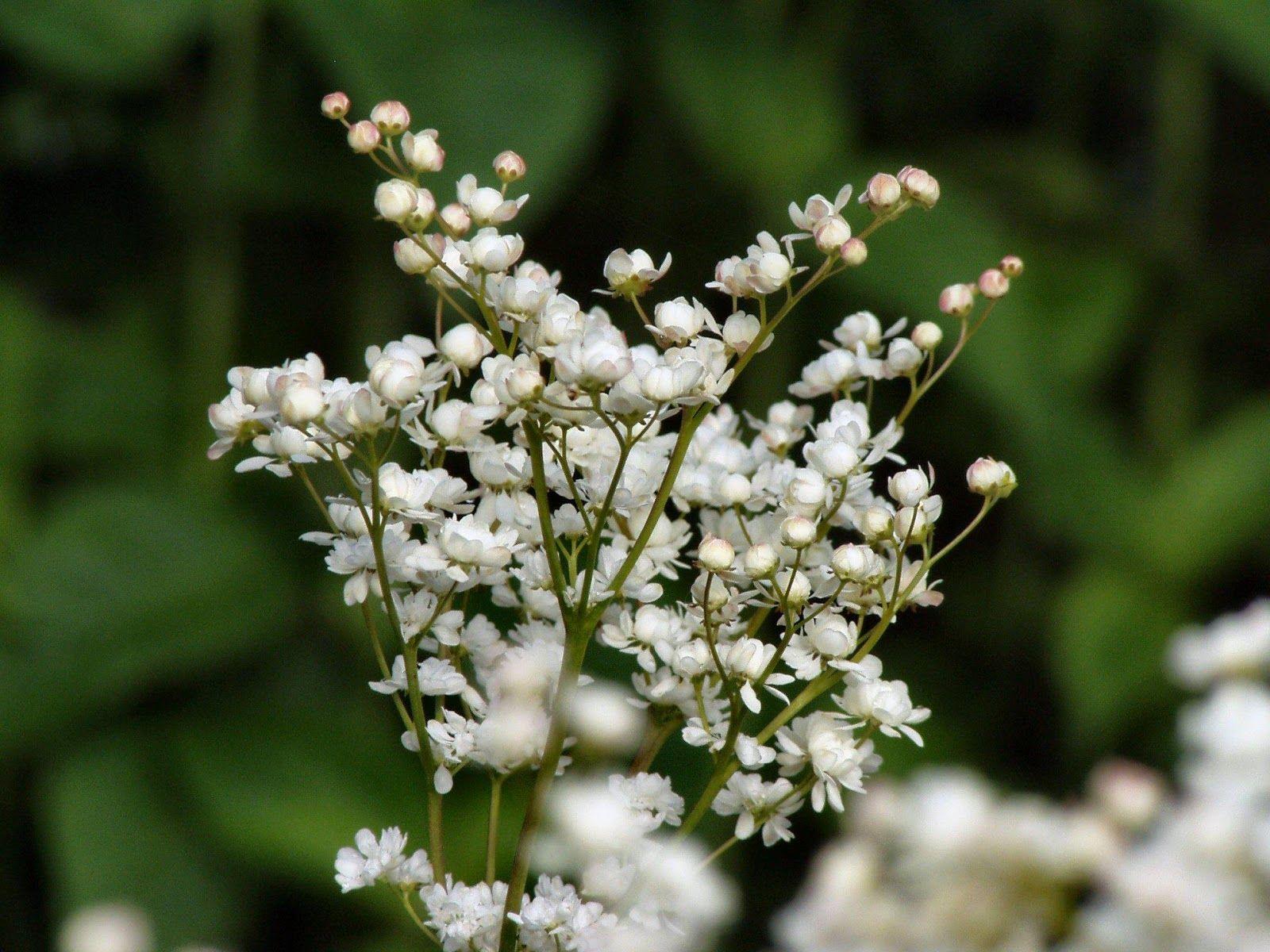 1600x1200 Beautiful Desktop HD Wallpaper Download: Baby's Breath wallpaper HD