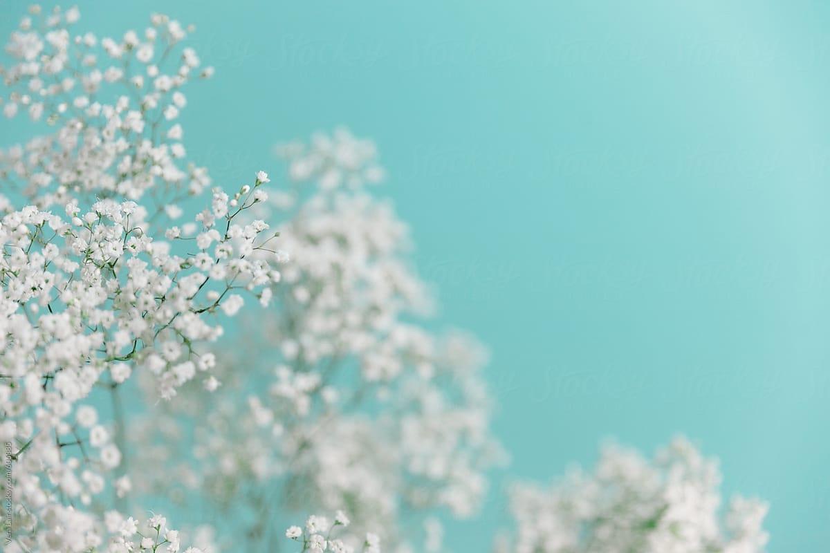 Baby Breath Wallpapers Top Free Baby Breath Backgrounds WallpaperAccess