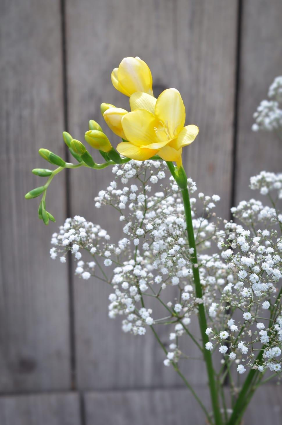 970x1460 yellow freesia and baby's breath free image
