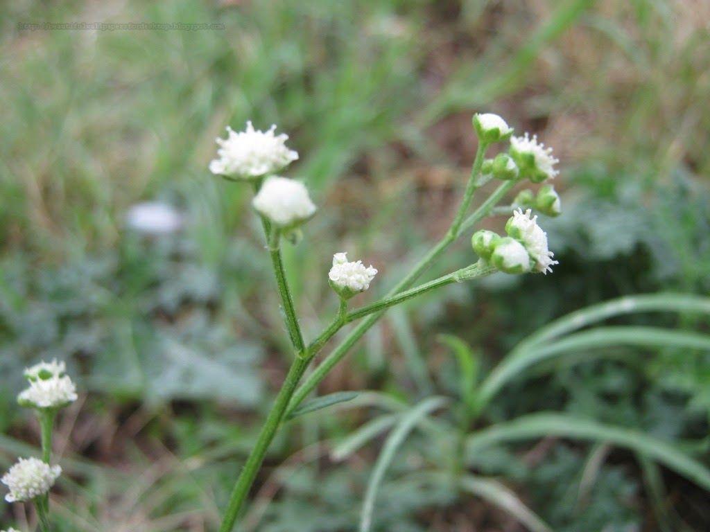 1024x768 Tops Wallpaper HD: Baby's Breath wallpaper hd