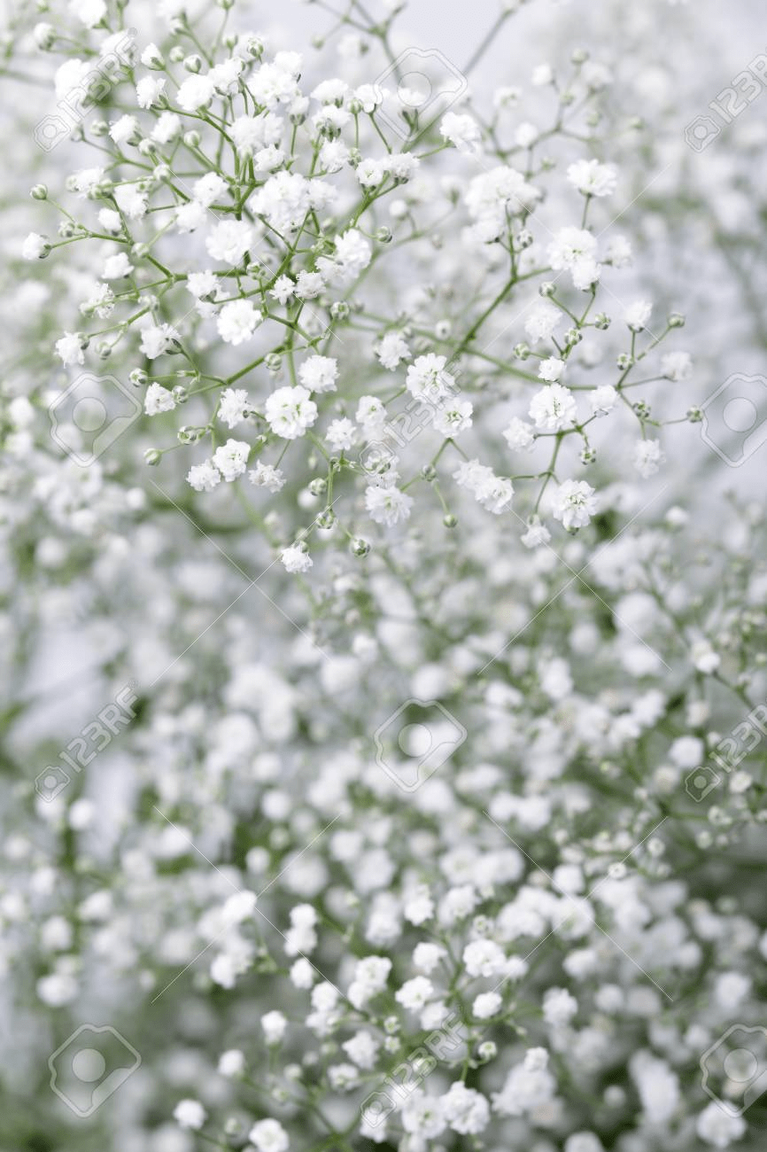 866x1300 Babys breath flowers, Gypsophila, Muslimah