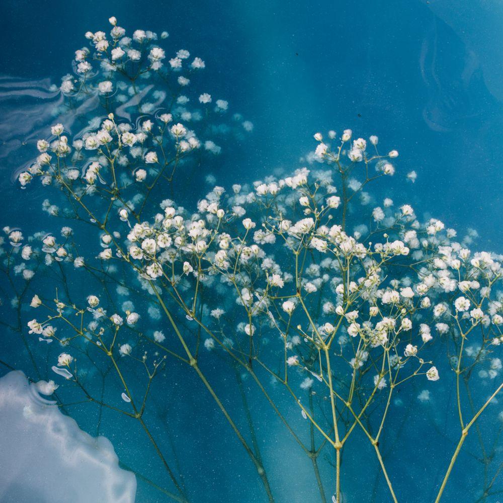 1000x1000 Babys Breath Clipart color baby Free Clip Art stock