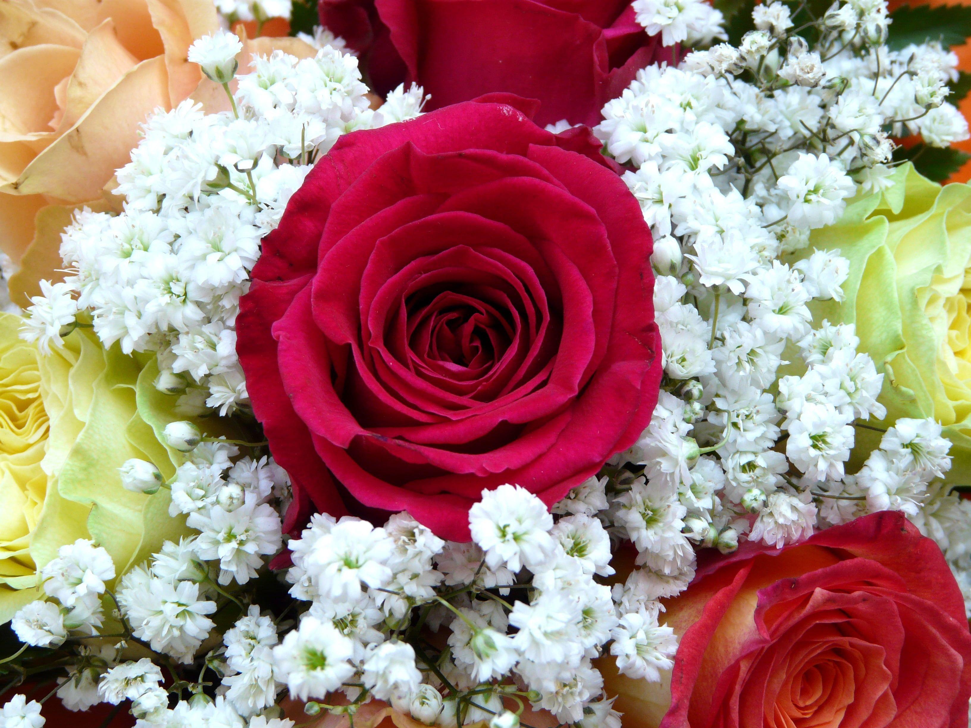 3264x2448 Red rose flower beside white baby's breath flower HD wallpaper