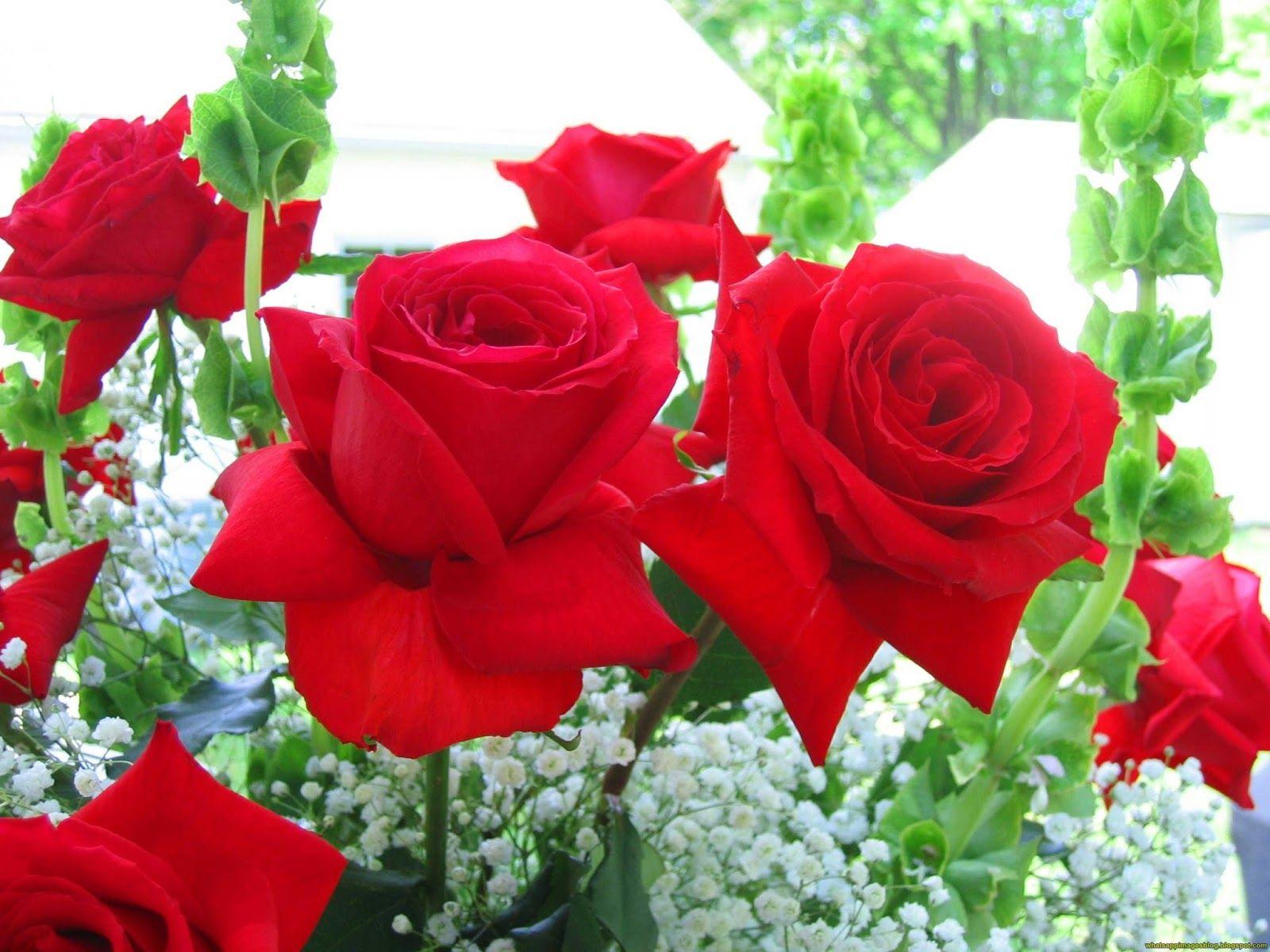1600x1200 Beautiful Whatsapp Dp Image Flowers Free Download