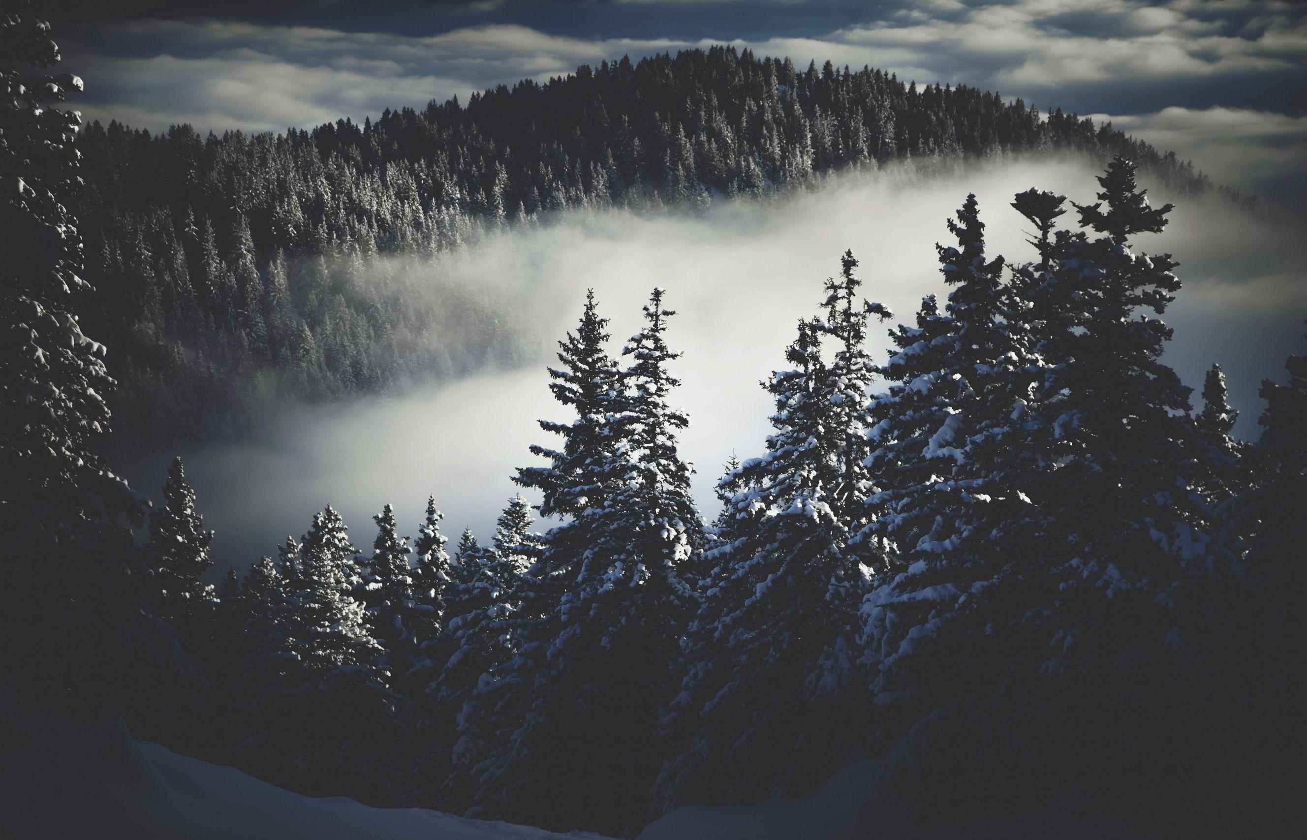 Dark Winter Pictures | Download Free Images on Unsplash