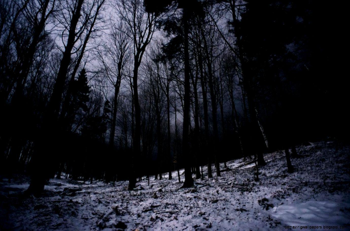 Light Wallpaper 4K, Night, Forest, Winter, Foggy, #5431