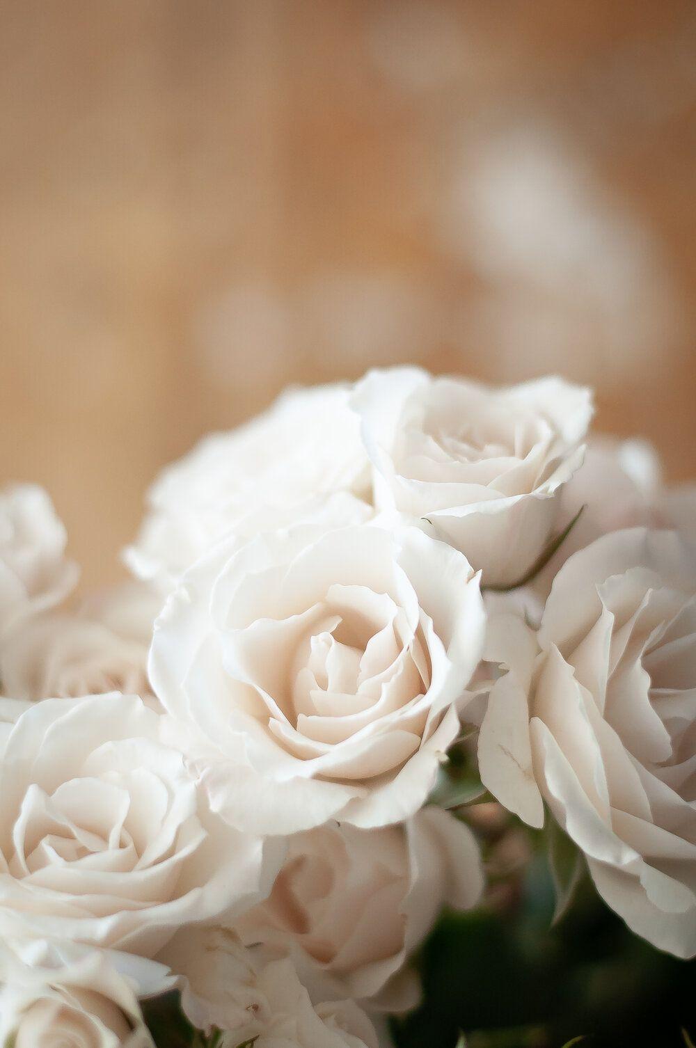 Florist Wallpapers - Top Free Florist Backgrounds - WallpaperAccess