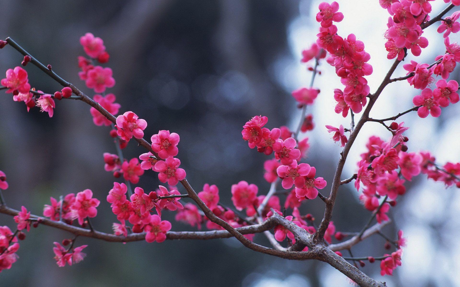 1920x1200 Free download Peach Blossom Photography Wallpaper Plant desktop