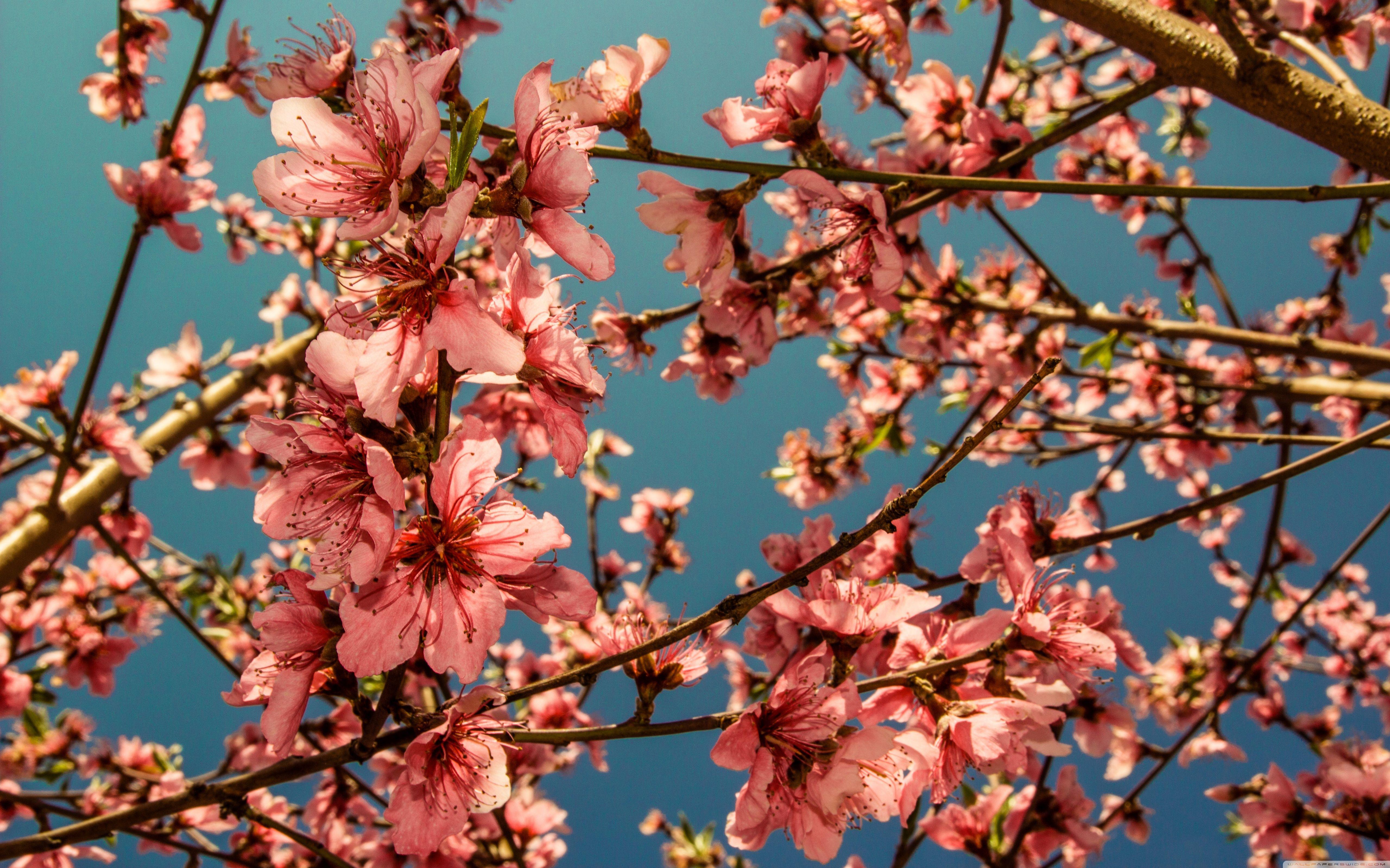 Peach Blossom Wallpapers - Top Free Peach Blossom Backgrounds