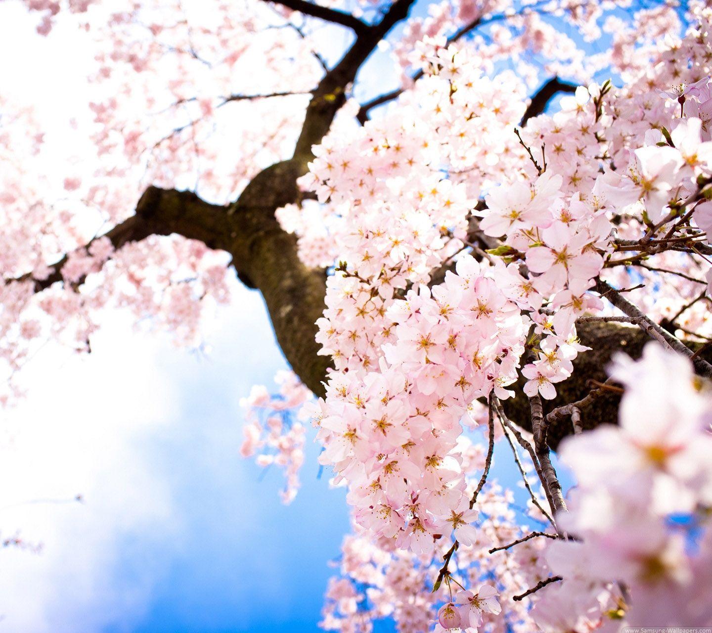 Peach Blossom Wallpapers - Top Free Peach Blossom Backgrounds