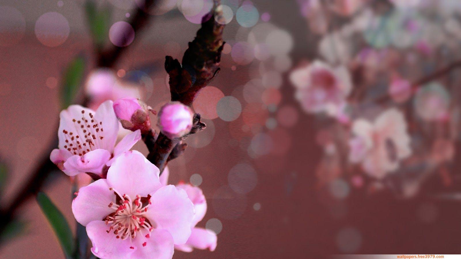 Peach Blossom Wallpapers - Top Free Peach Blossom Backgrounds