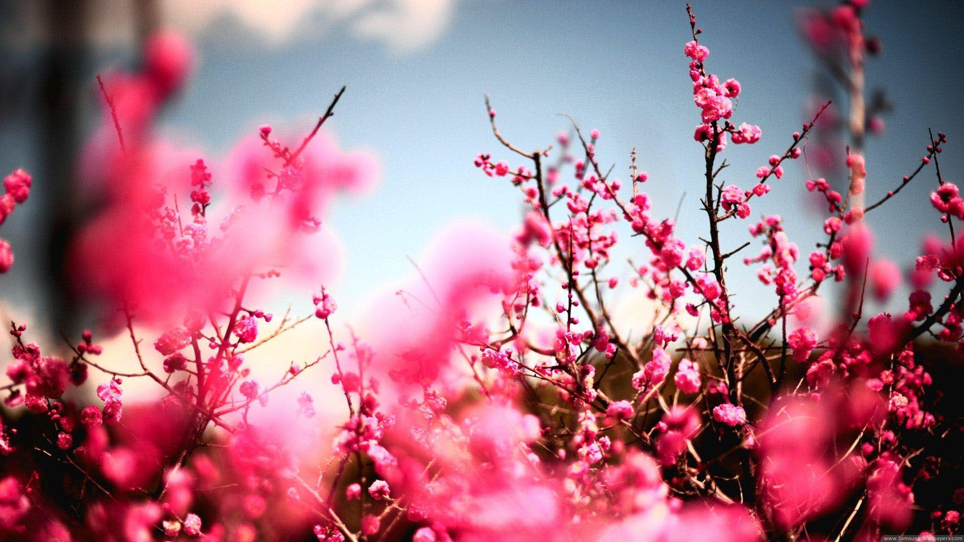 Peach Blossom Wallpapers - Top Free Peach Blossom Backgrounds