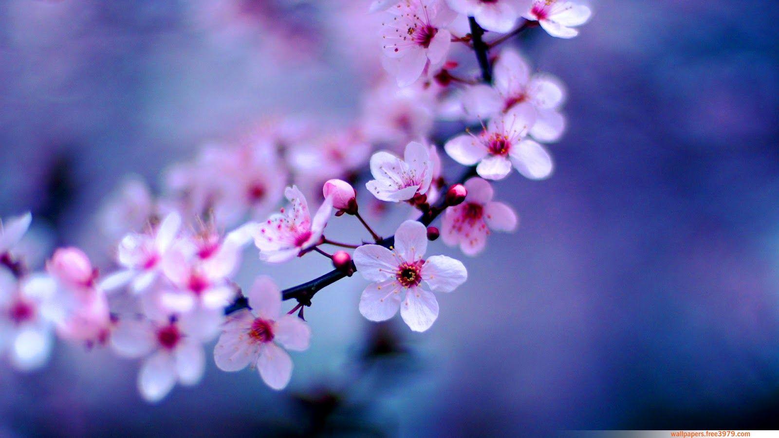 Hình nền hoa táo 1600x900 - Hoa anh đào Nhật Bản