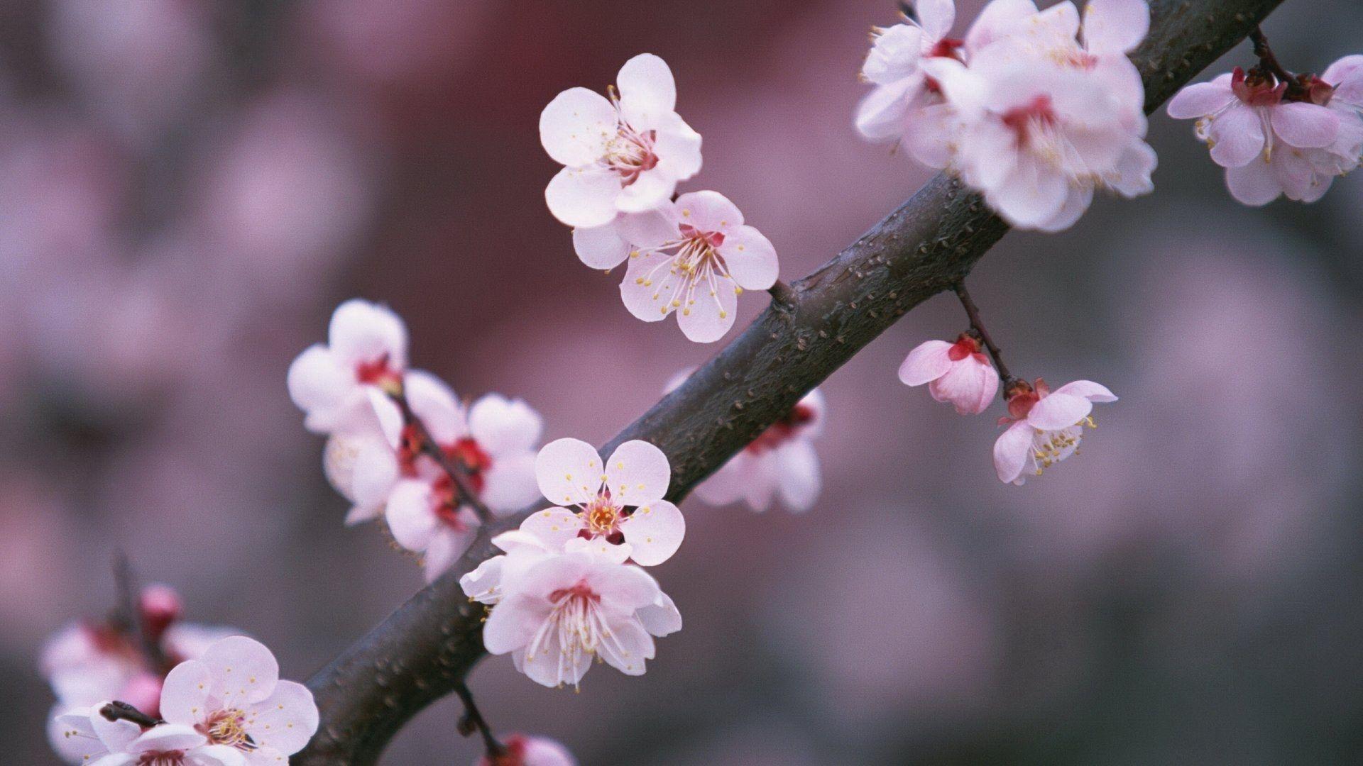 1920x1080 Fondos de Pantalla. Flores de cerezo japonesas, Flores de primavera