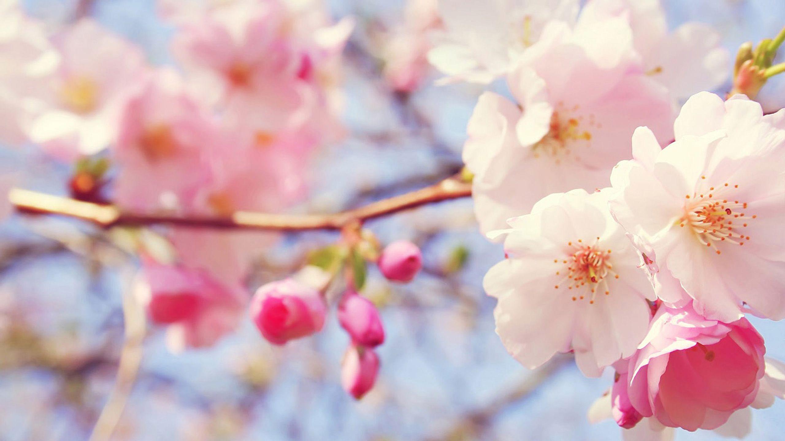 Peach Flowers Wallpapers - Top Free Peach Flowers Backgrounds