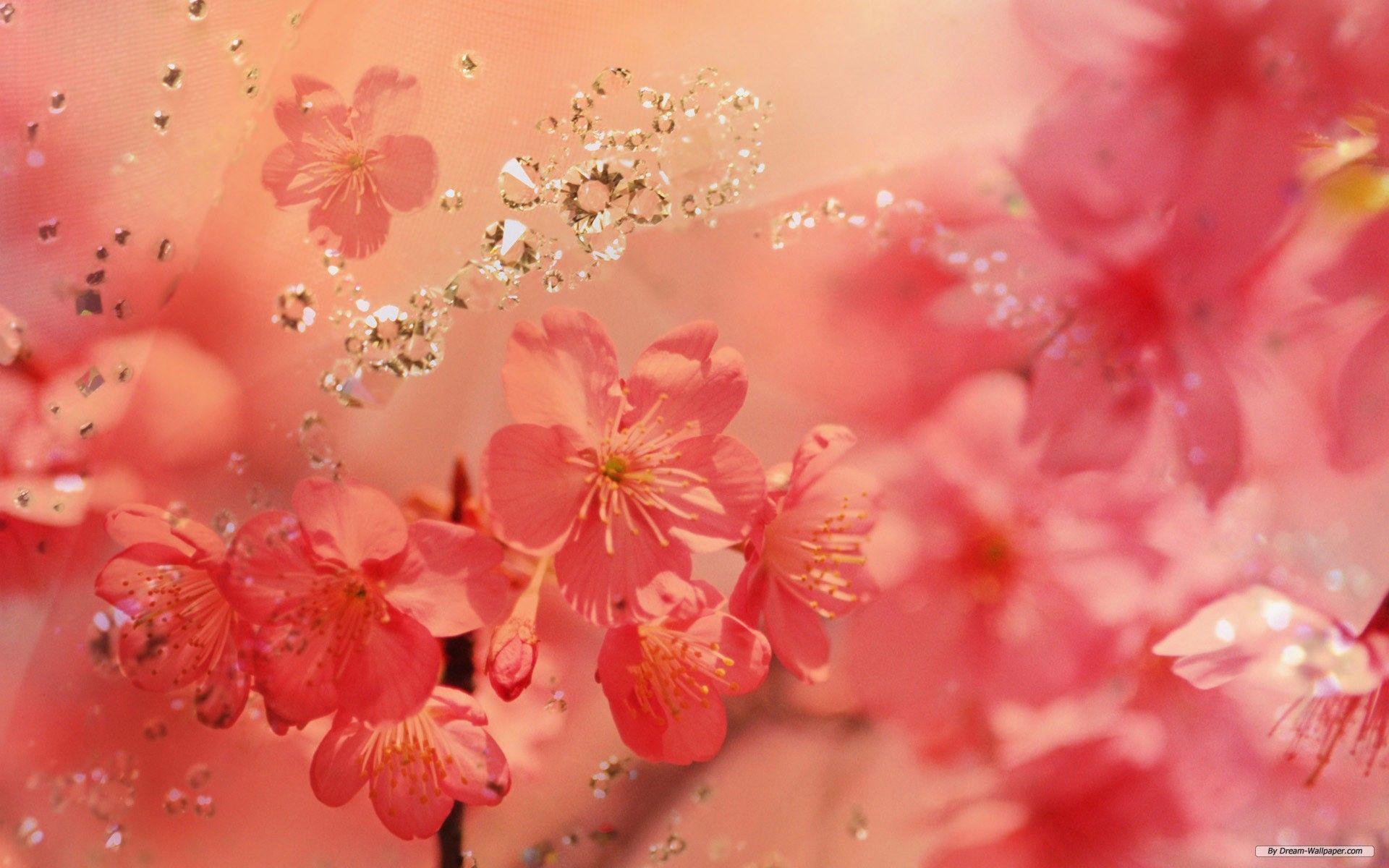 Peach Blossom Wallpapers - Top Free Peach Blossom Backgrounds