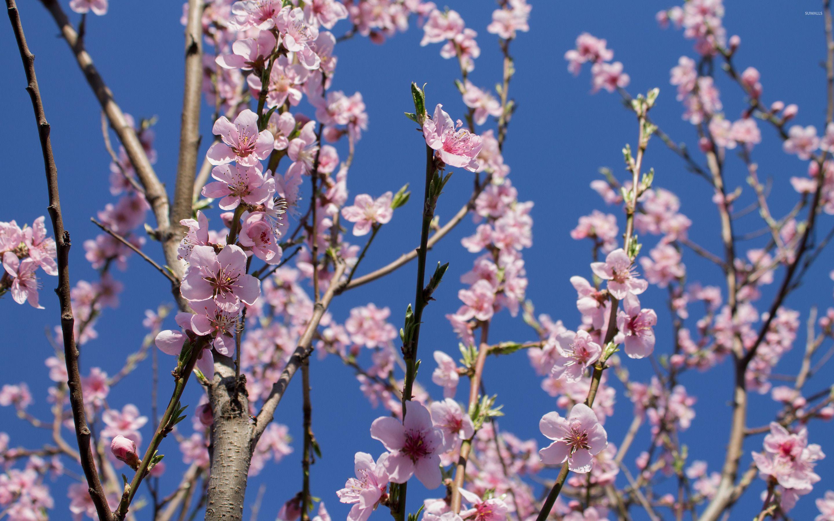 Peach Blossom Wallpapers - Top Free Peach Blossom Backgrounds