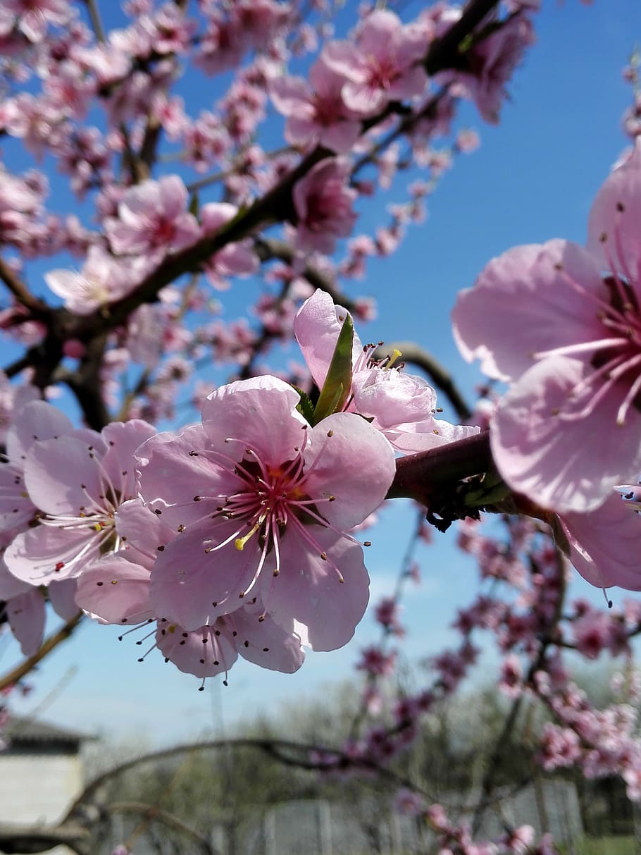 910x1213 HD wallpaper: flowers, spring, nature, garden, macro, beauty