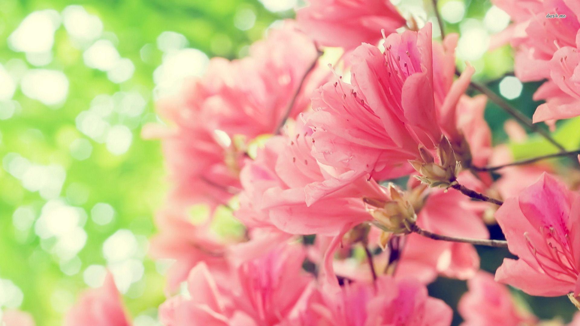 1920x1080 Free download Peach blossoms wallpaper Flower wallpaper 4121