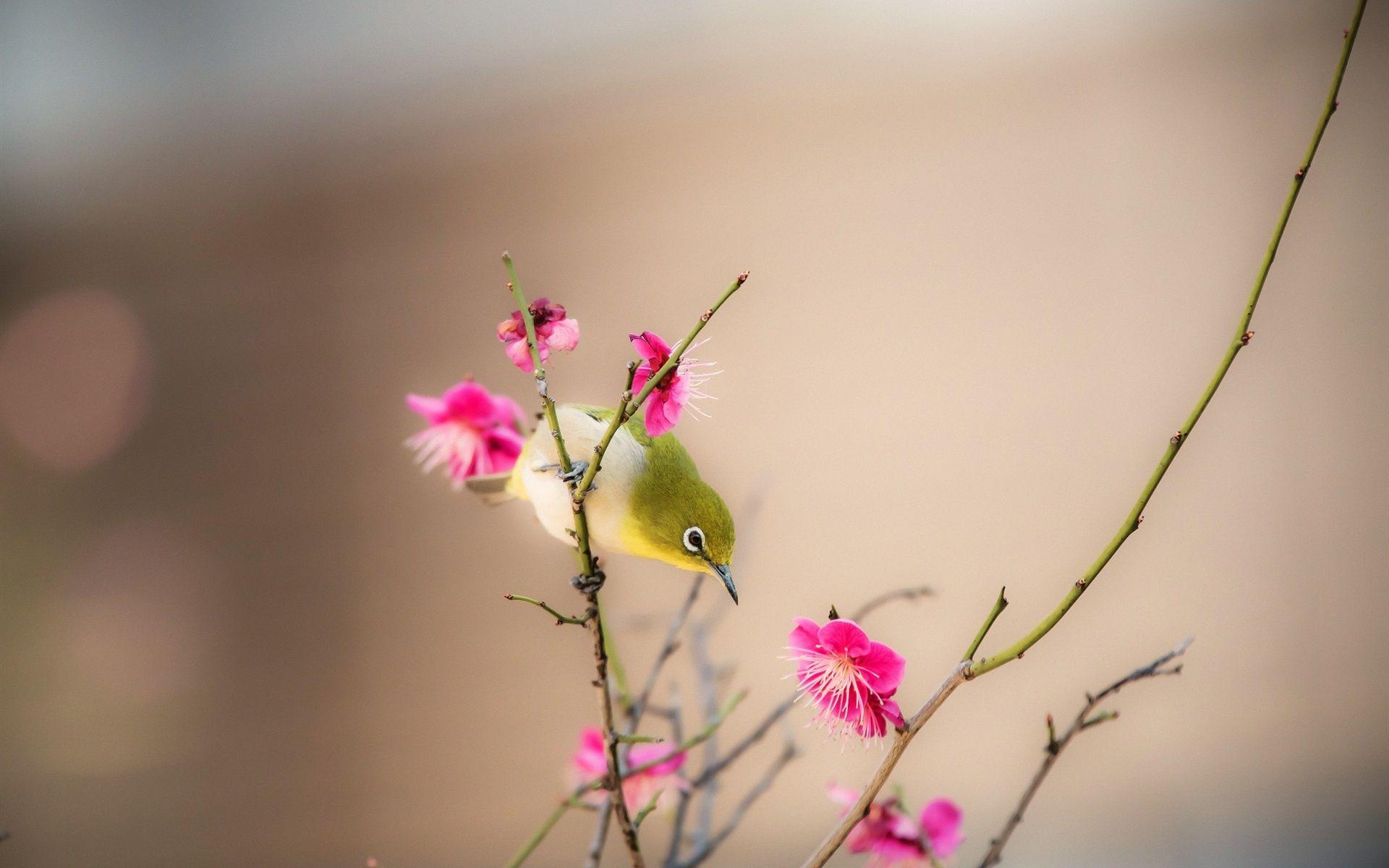 1920x1200 Wallpaper Peach blossom, pink flowers, bird, spring 1920x1200 HD
