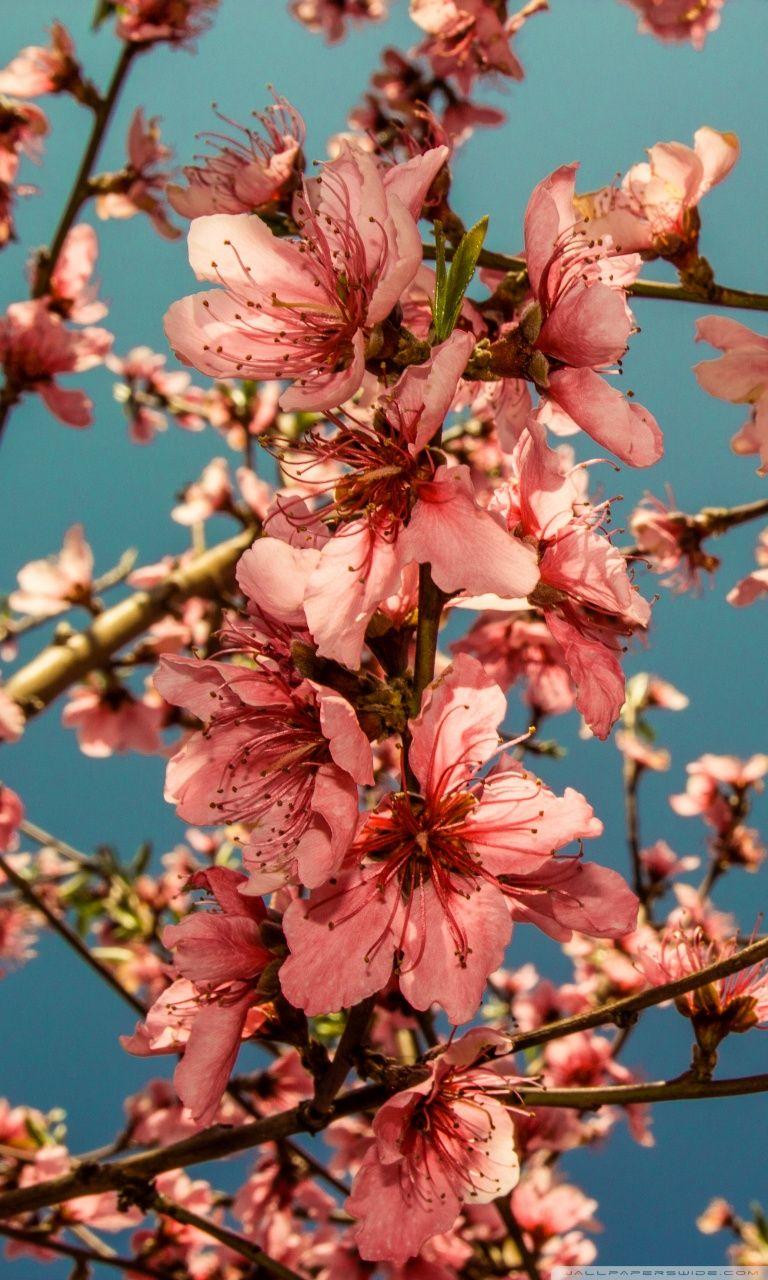 Peach Blossom Wallpapers - Top Free Peach Blossom Backgrounds - WallpaperAccess