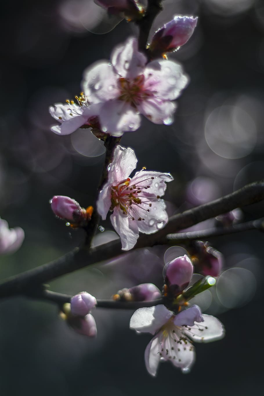 Peach Blossom Wallpapers - Top Free Peach Blossom Backgrounds