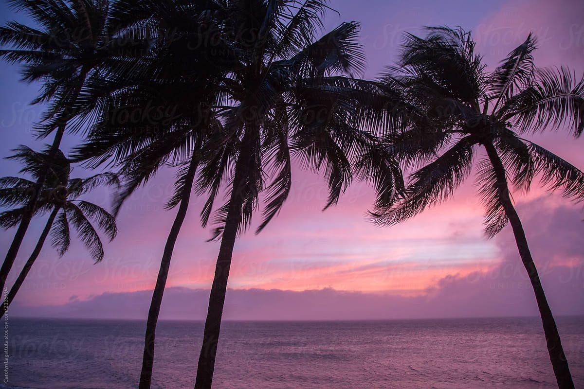 1200x800 Pink skies and palms at Maui by Carolyn Lagattuta, Pink