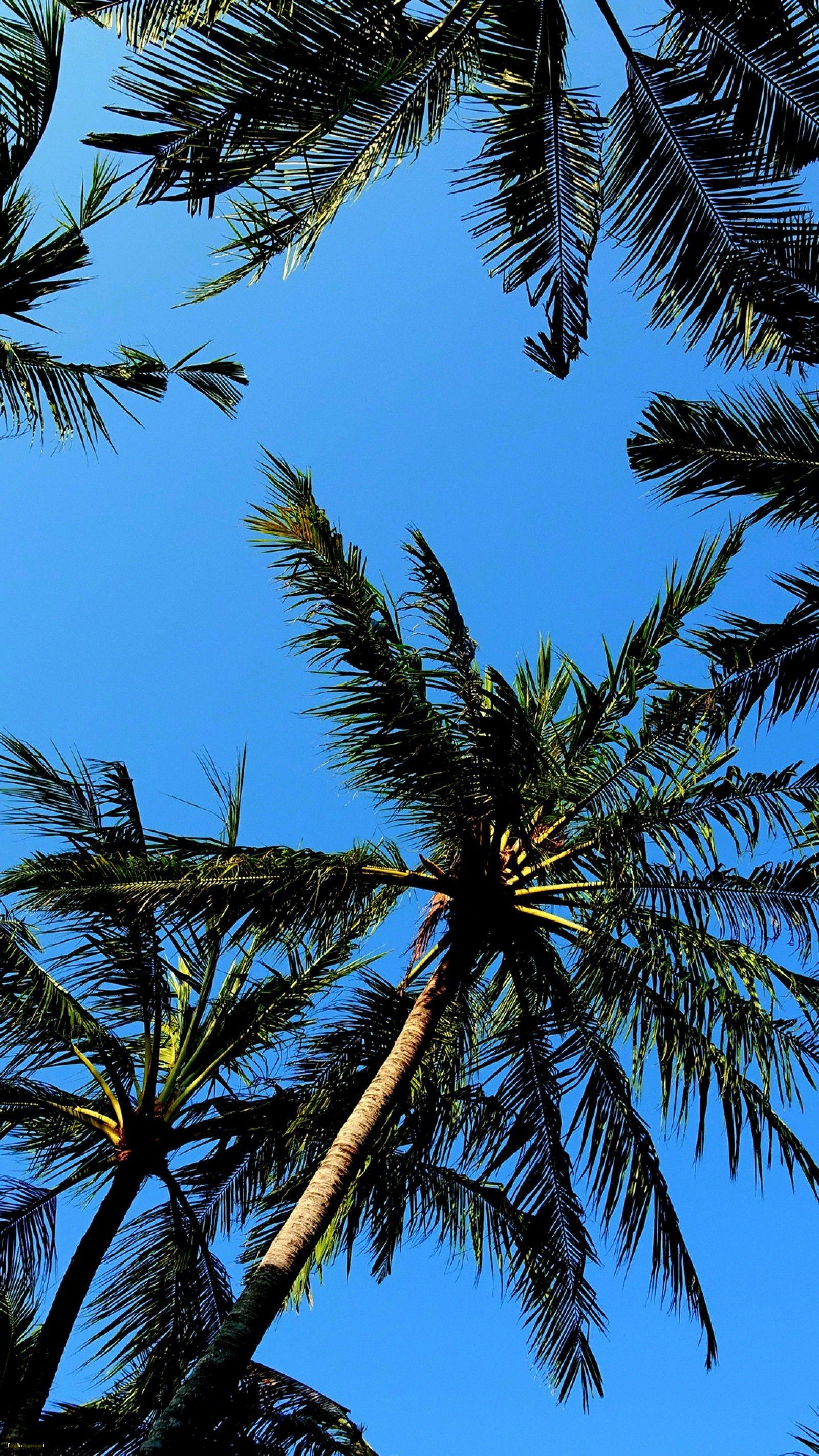 1600x2844 1600x Palm Trees Cool Samsung Galaxy S7 Wallpaper Tree