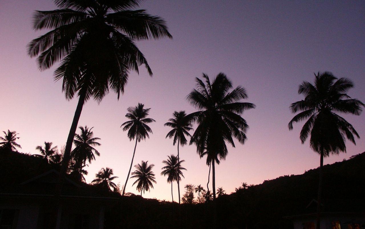 1280x804 Twilight palms wallpaper. Twilight palms