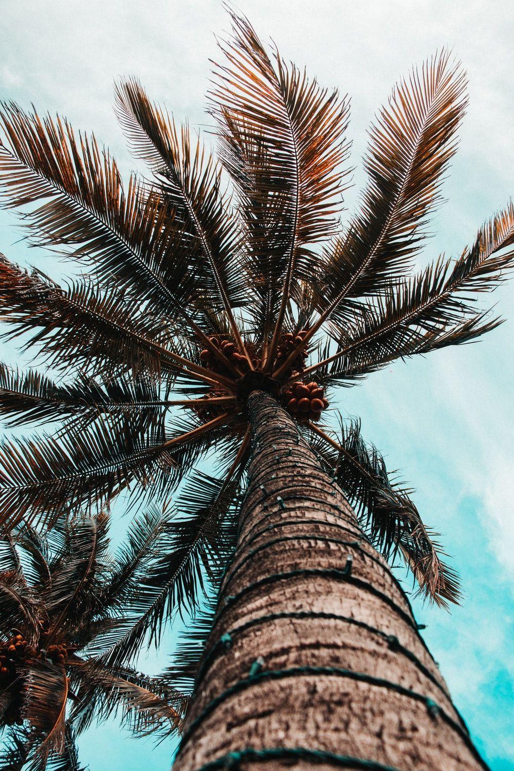 Palms Wallpapers Top Free Palms Backgrounds WallpaperAccess