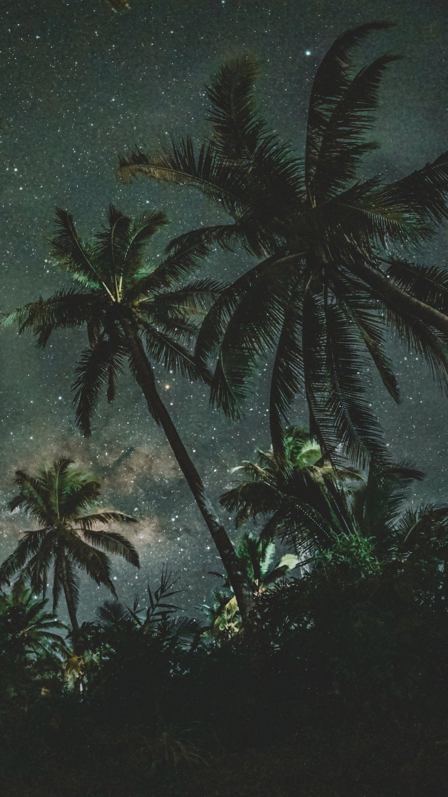 1440x2560 Palm Tree Wallpaper Night