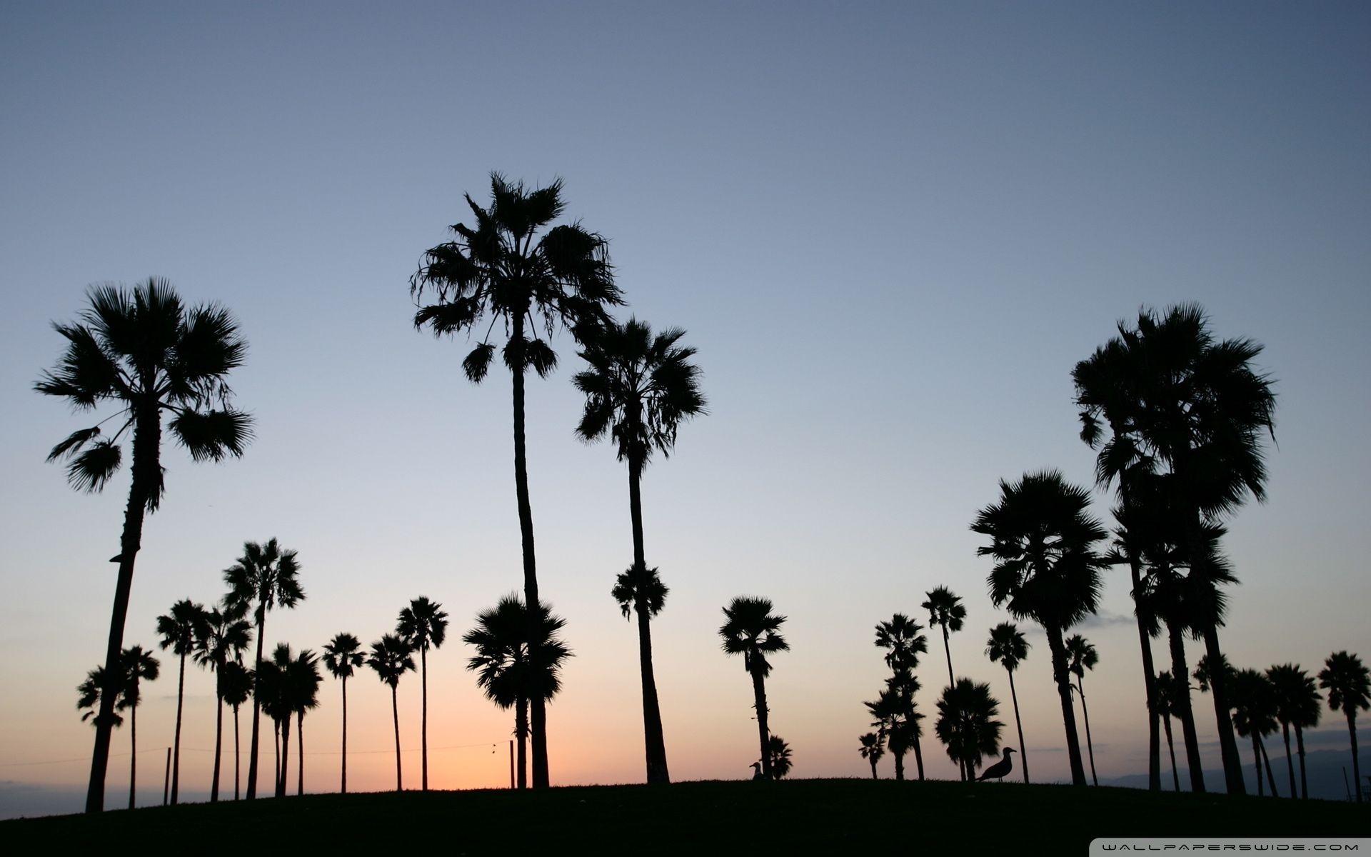 1920x1200 Palm Tree Silhouette Wallpaper