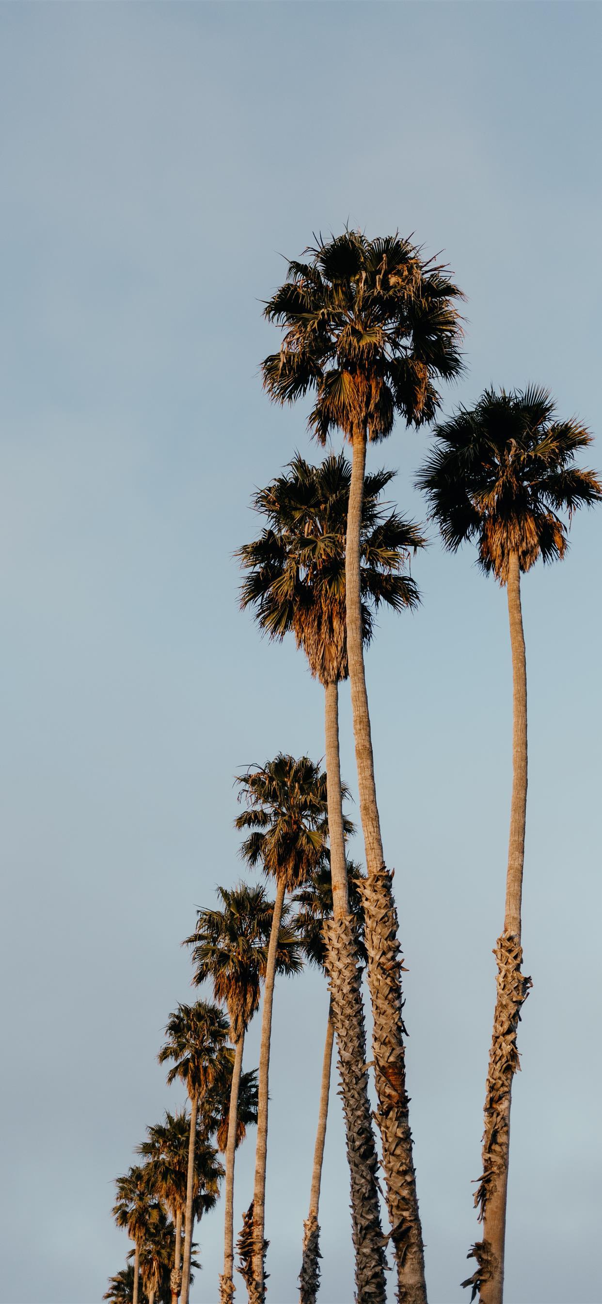 1242x2688 Palms from Santa Cruz iPhone X Wallpaper Free Download