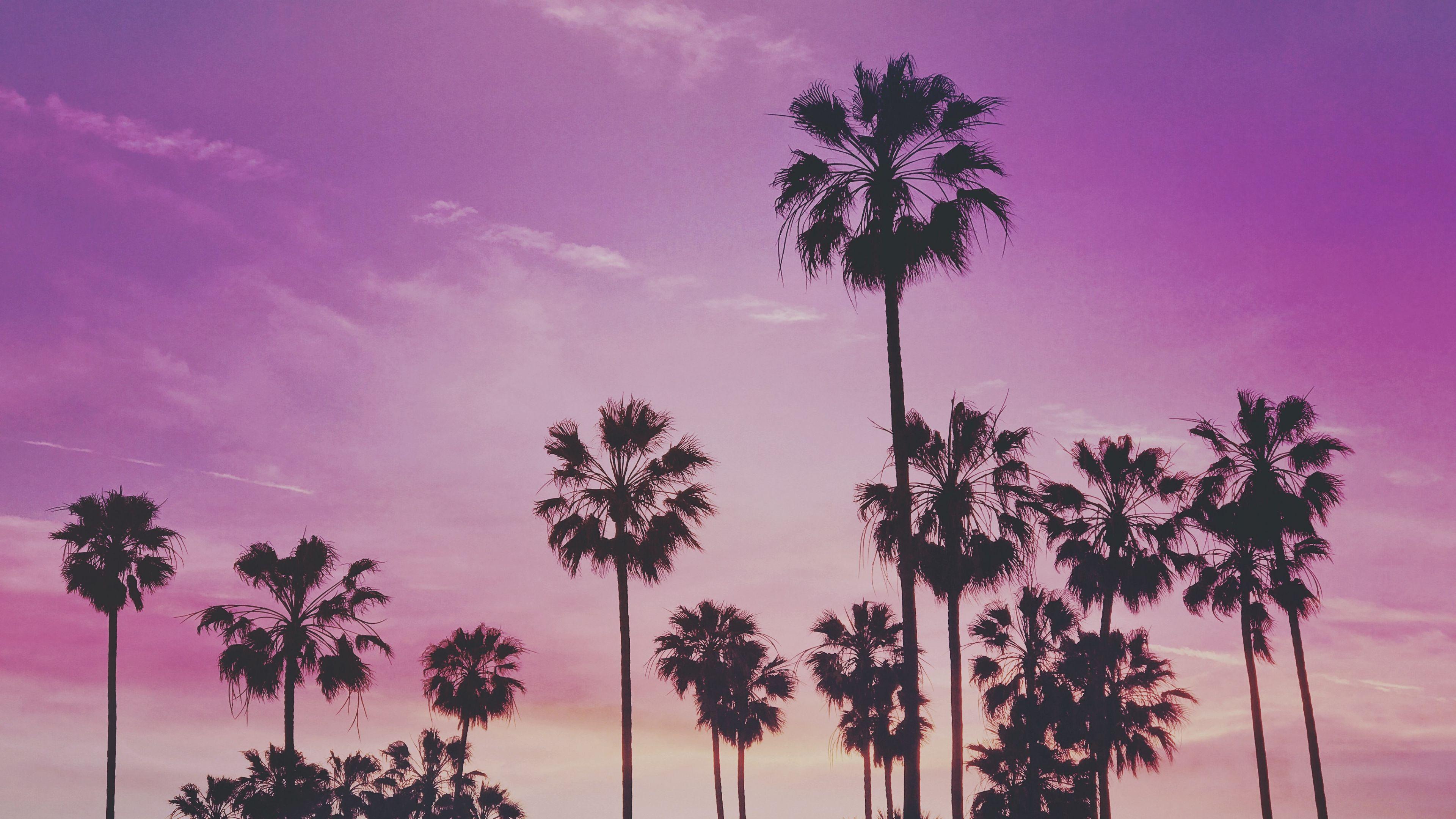 3840x2160 Palms Trees Sunset is a HD wallpaper posted in Nature category