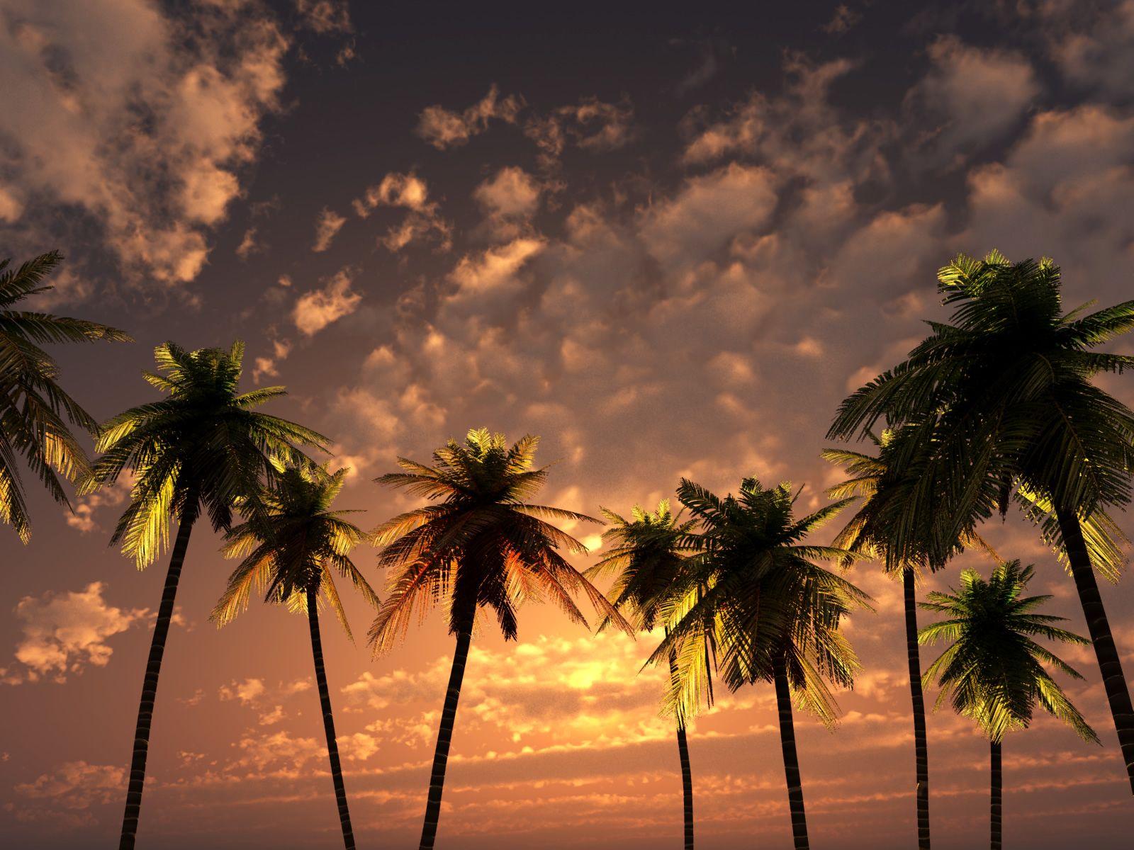 1600x1200 Palm Trees at Sunset Wallpaper and Background Imagex1200