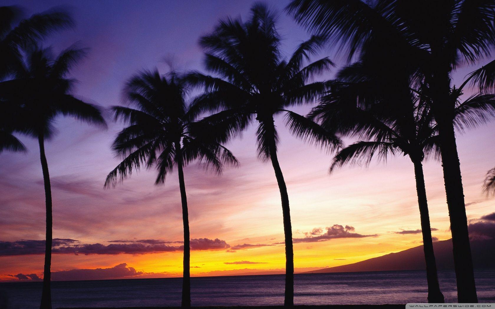 1680x1050 Wide Wallpaper Palm Trees, HD Wallpaper & background