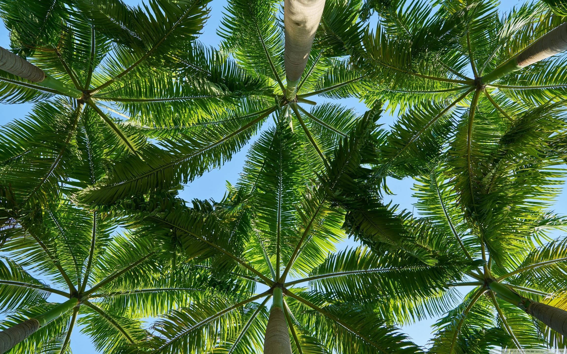 2880x1800 Palms Wallpaper