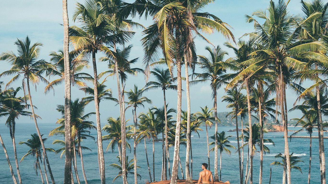1366x768 Palm Trees Wallpaper Laptop