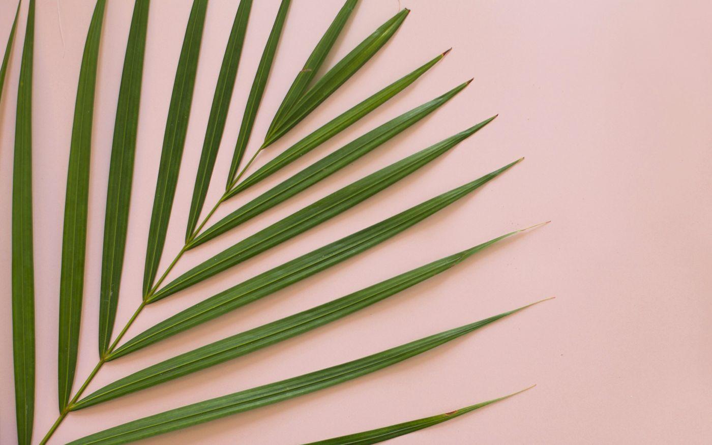 1400x875 Q Summer tropical background with palms. wallpaper