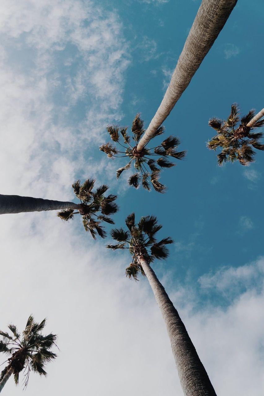 853x1280 Palms wallpaper