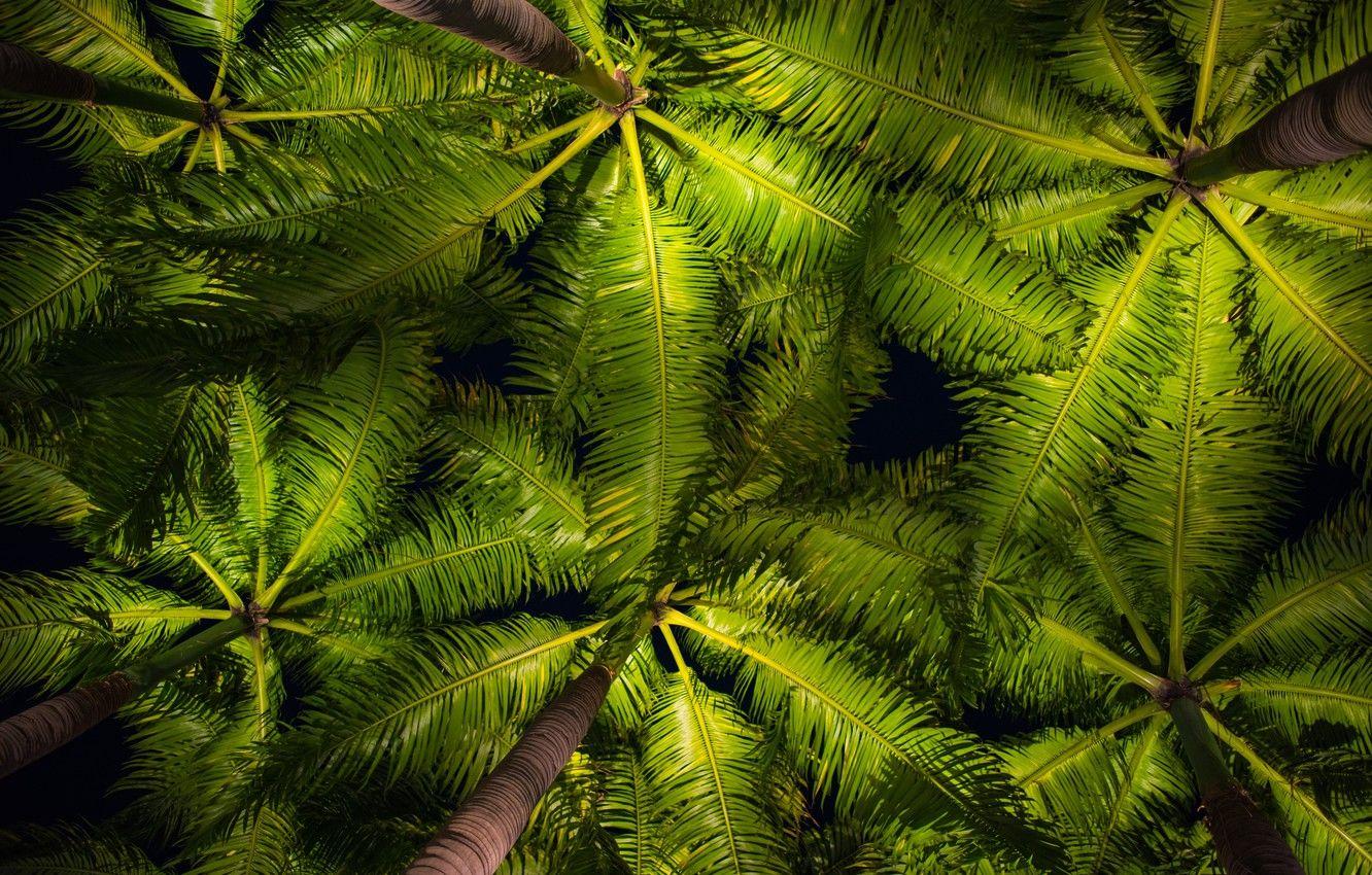 1332x850 Wallpaper palm trees, background, leaves, palms, crown, leaves