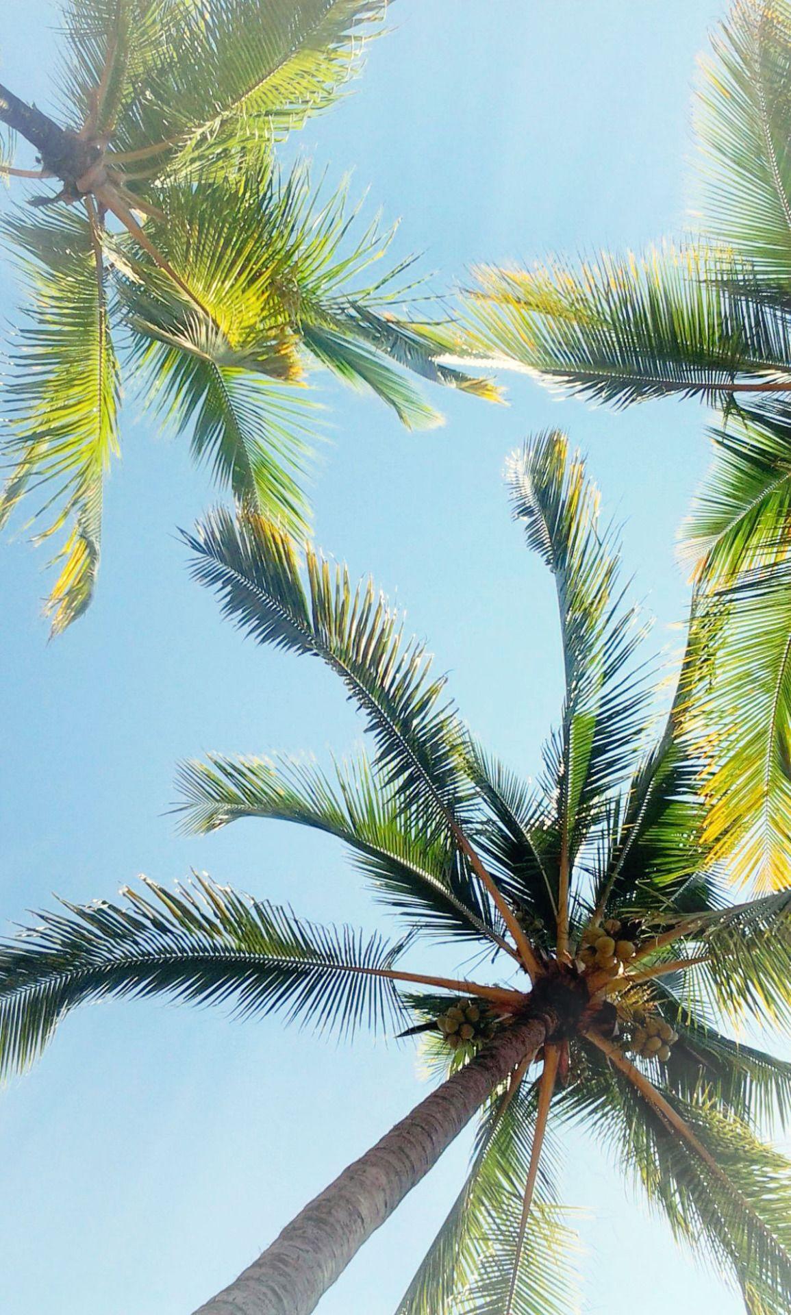 1155x1920 iPhone Wallpaper. Tree, Palm tree, Elaeis, Vegetation, Arecales, Plant