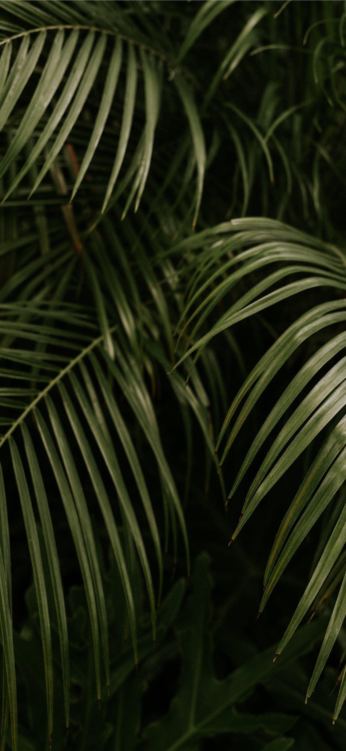 1125x2436 Palms Wallpaper