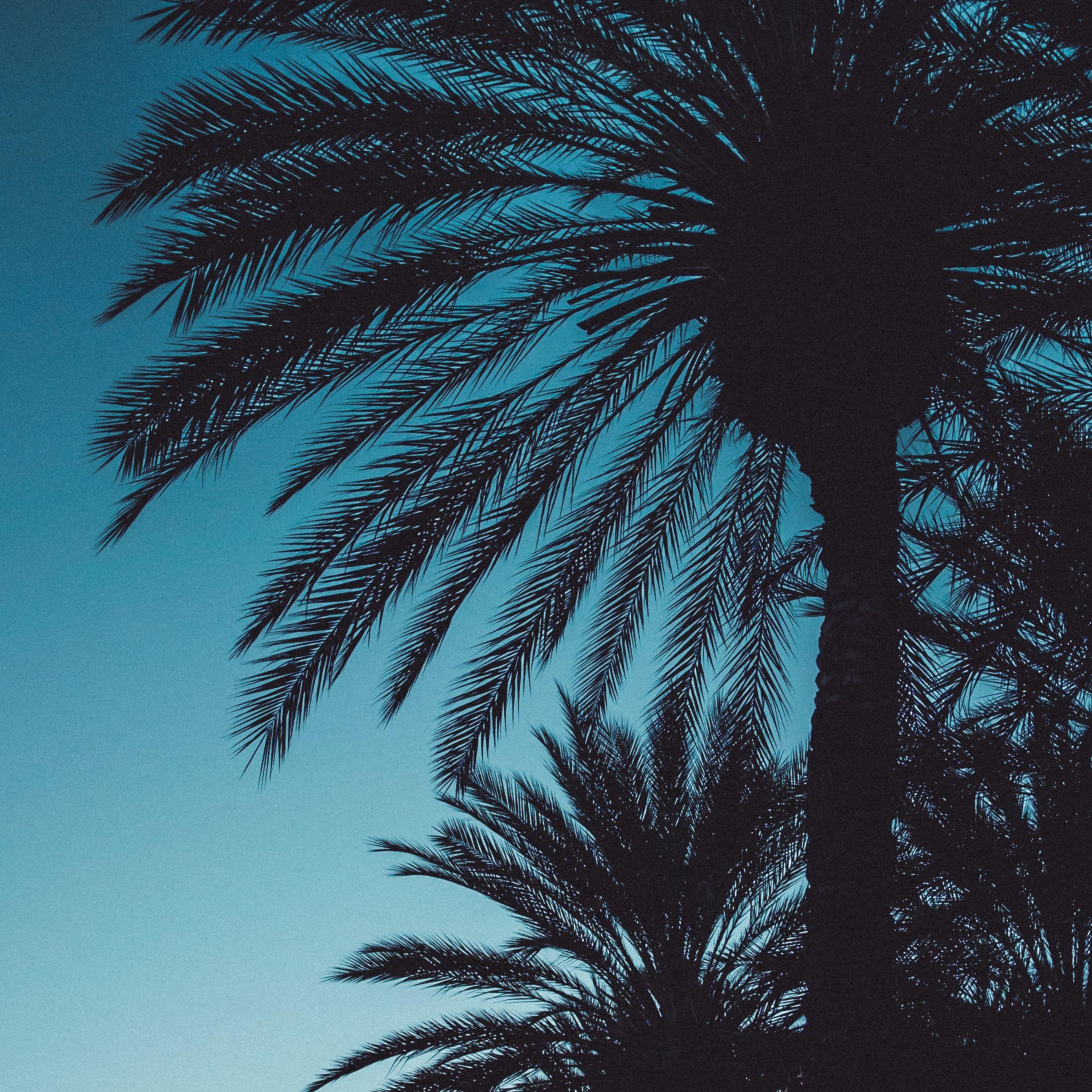 2780x2780 Download wallpaper 2780x2780 palms, sunset, trees, leaves