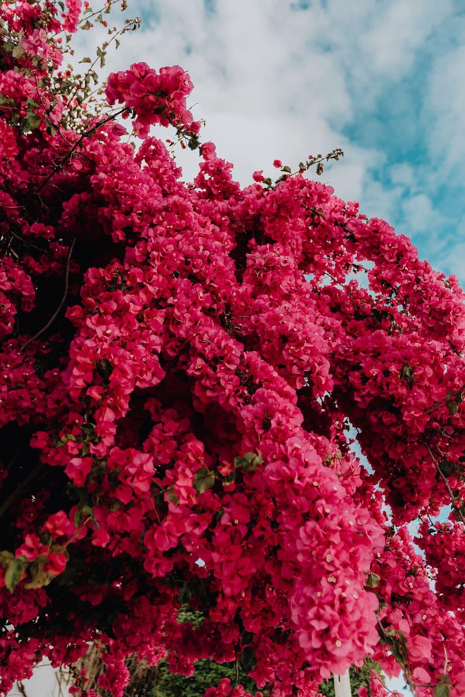 Bougainvilleas Wallpapers - Top Free Bougainvilleas Backgrounds