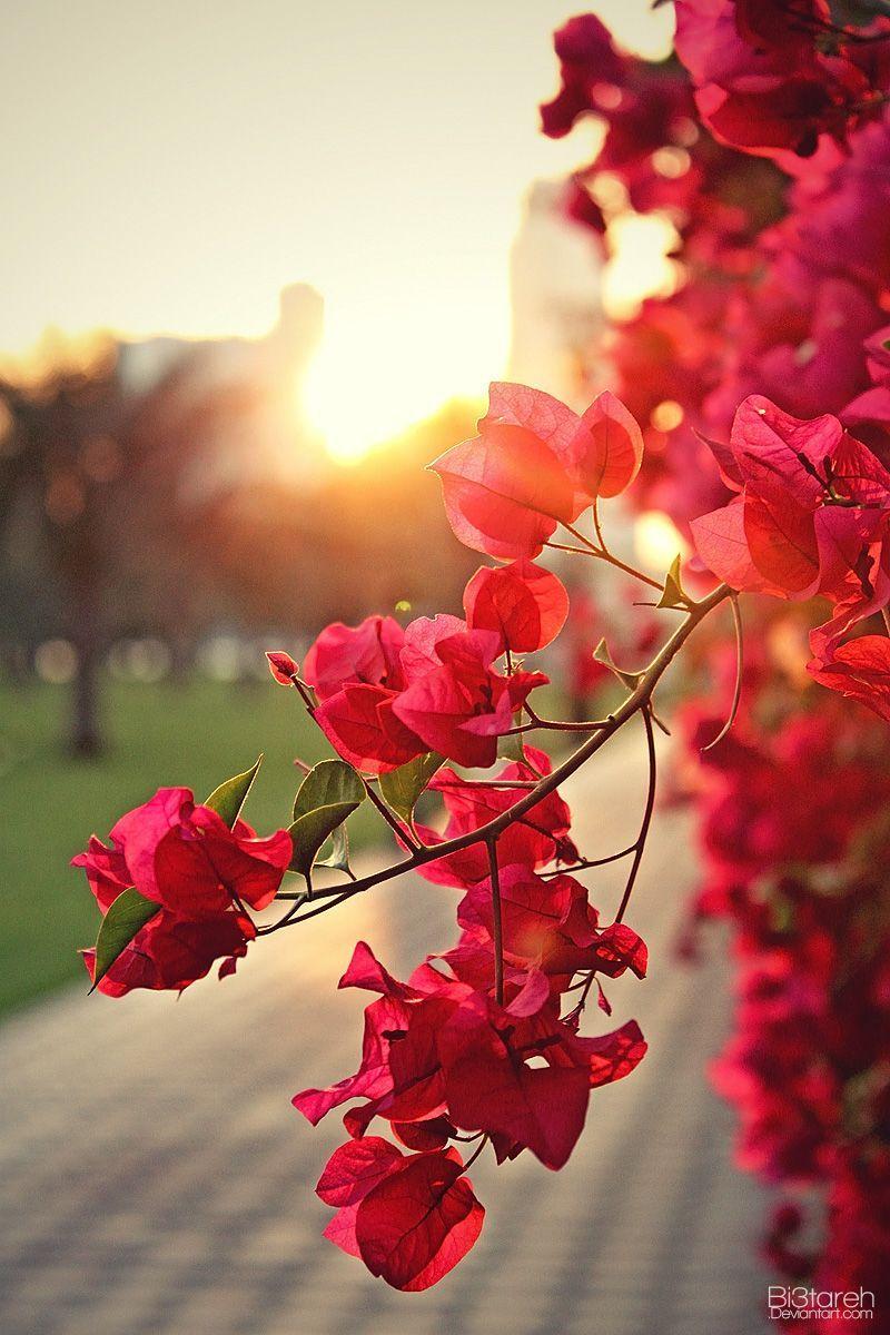 800x1200 Beautiful flowers wallpaper .com