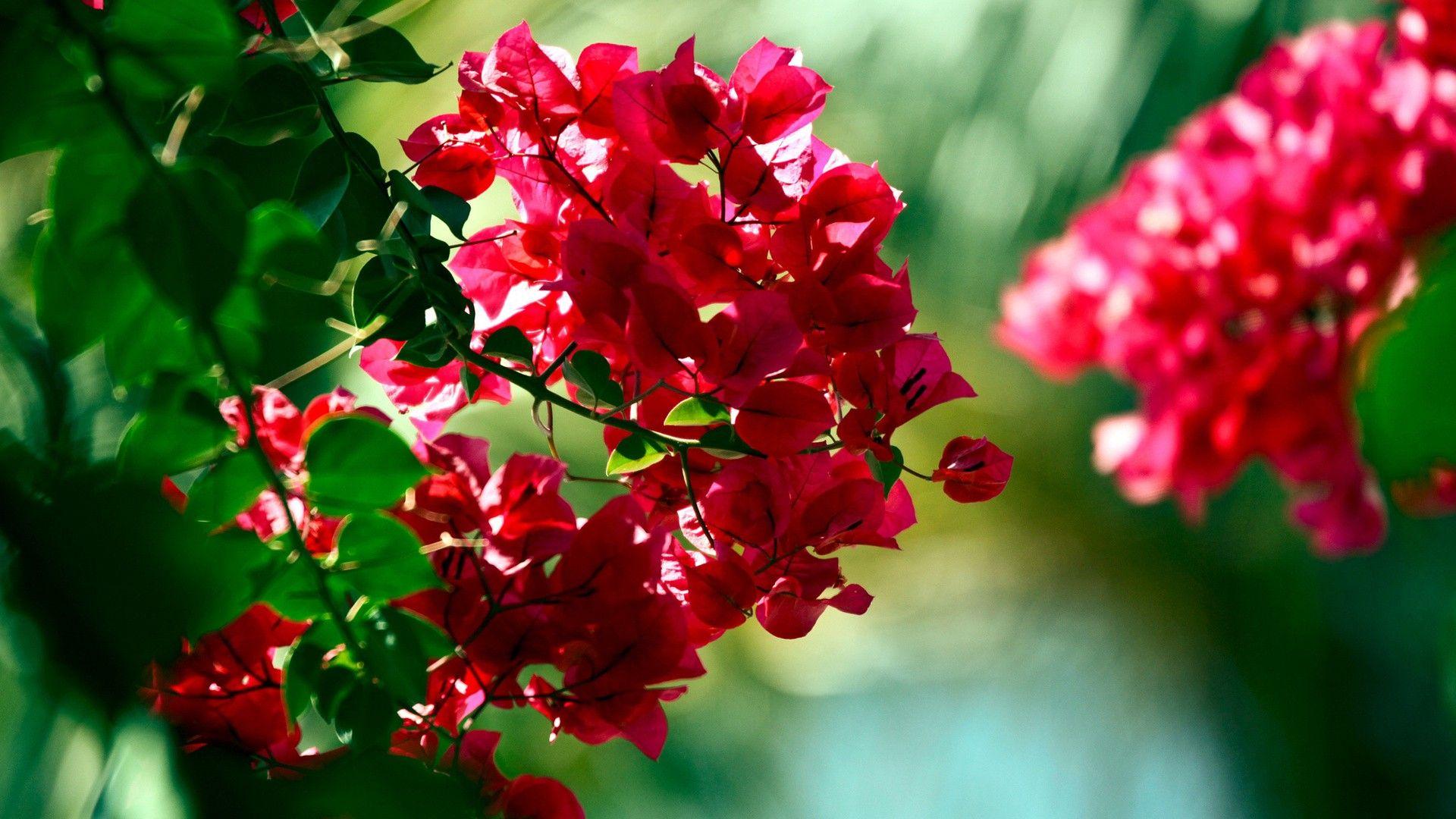 Bougainvilleas Wallpapers - Top Free Bougainvilleas Backgrounds