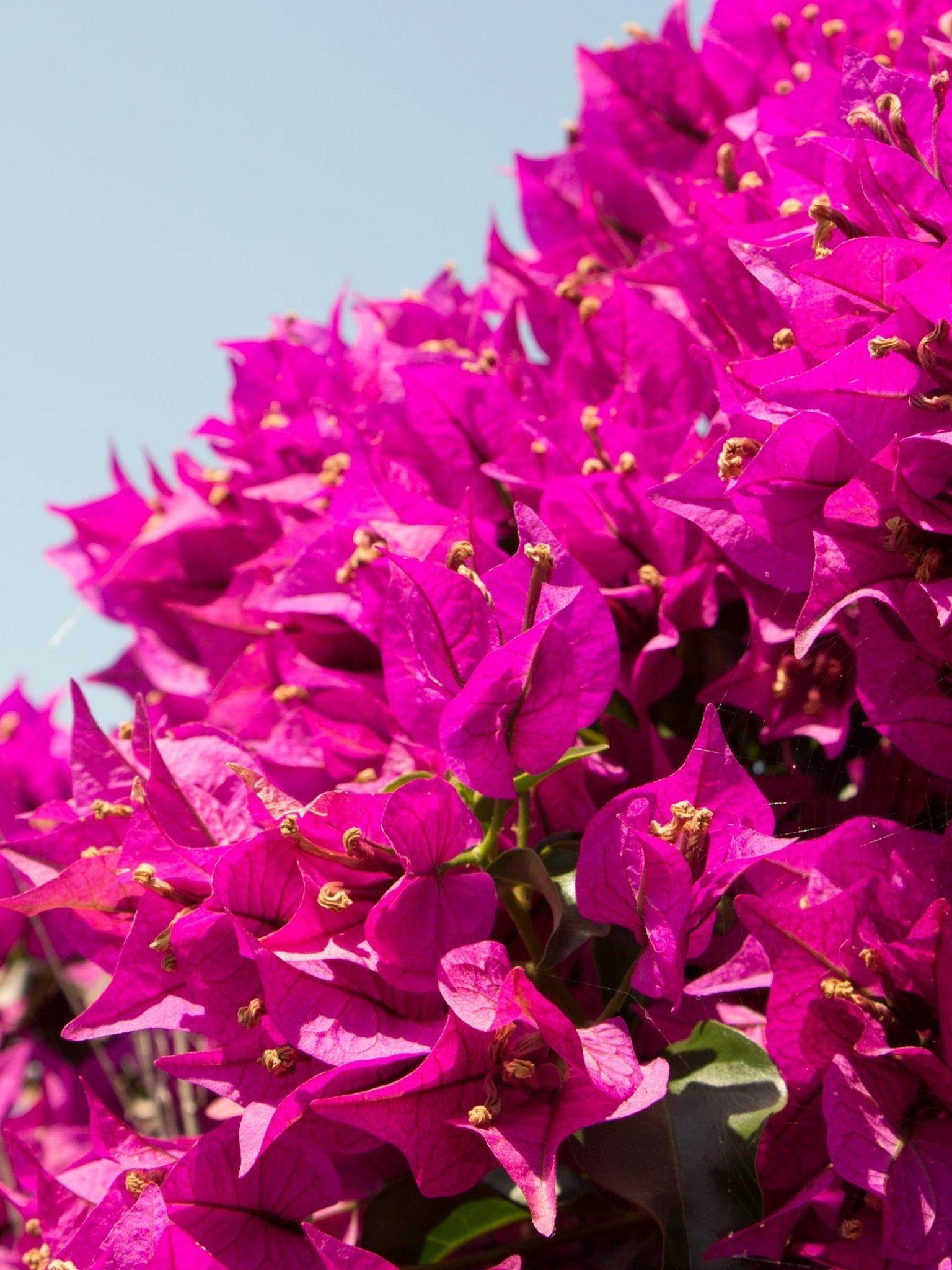 Bougainvilleas Wallpapers - Top Free Bougainvilleas Backgrounds