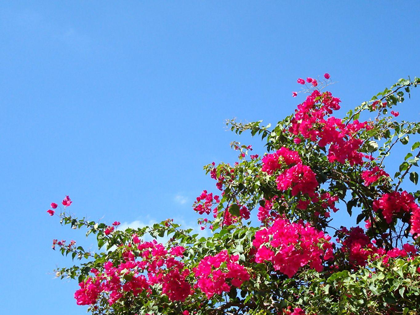 Bougainvilleas Wallpapers - Top Free Bougainvilleas Backgrounds ...